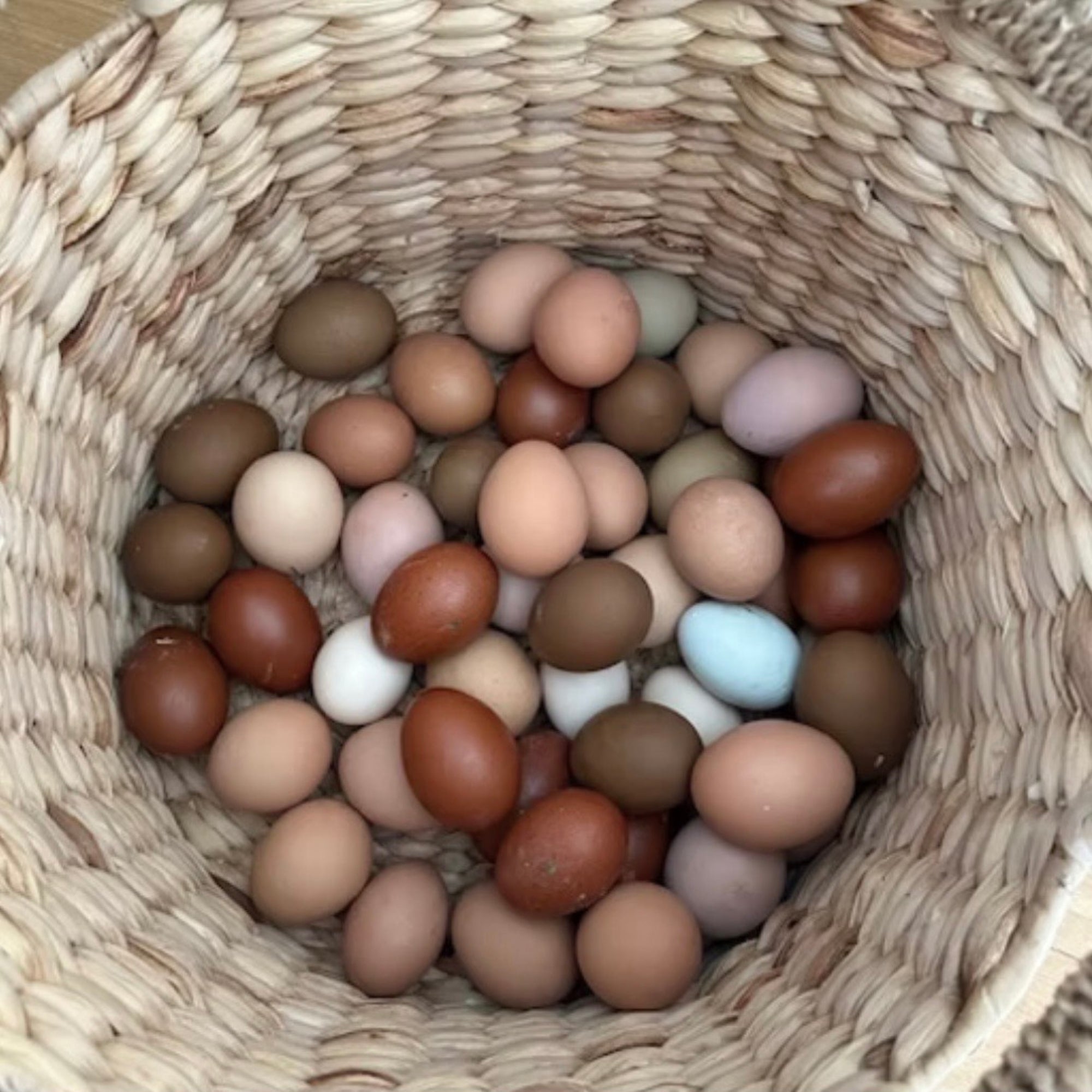 Angus Rainbow Eggs