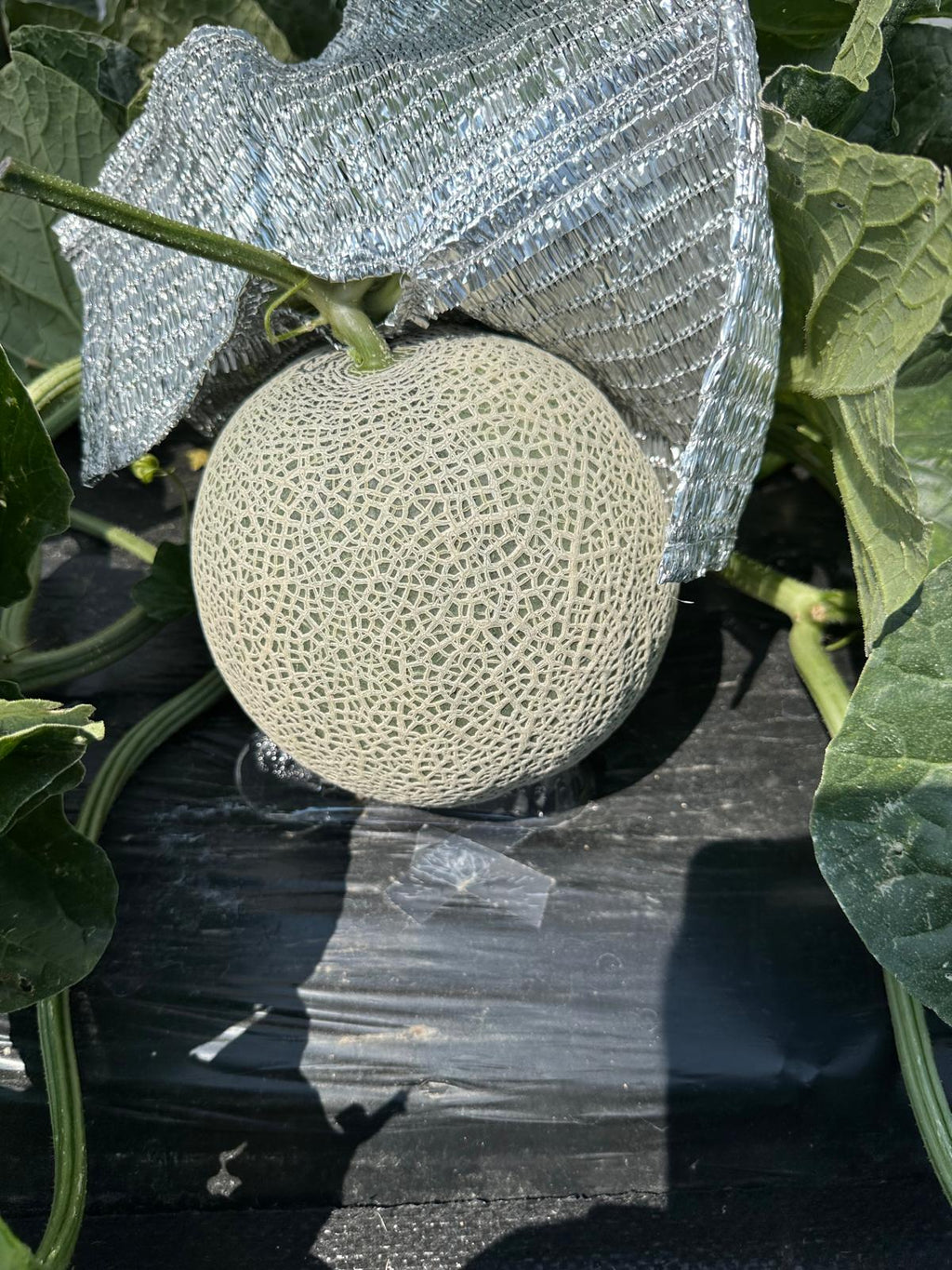 Angus Orange Muskmelon