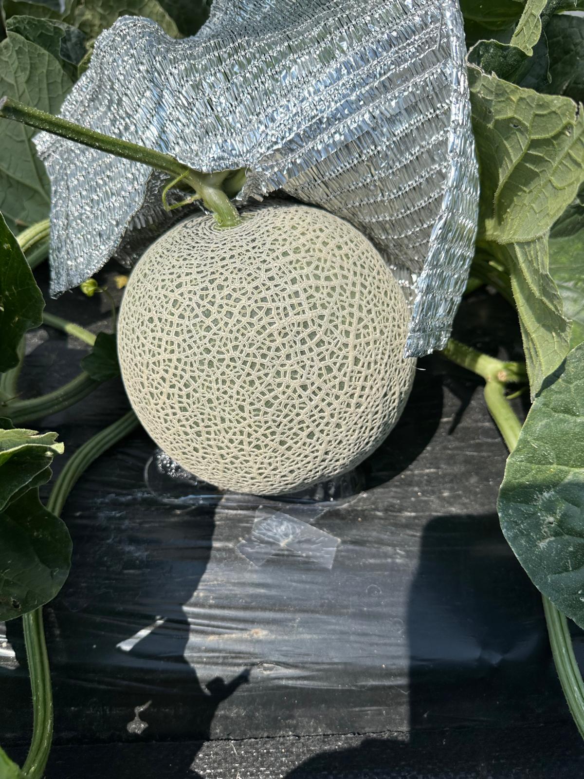 Angus Orange Muskmelon