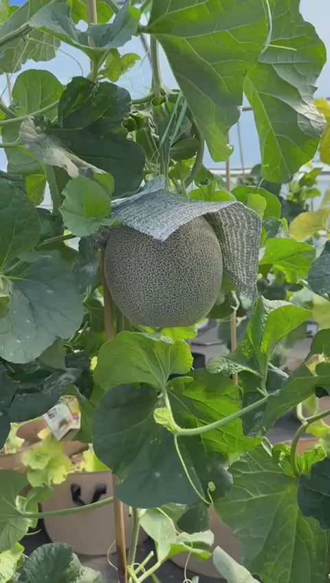 Angus Green Muskmelon