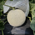 Angus Orange Muskmelon