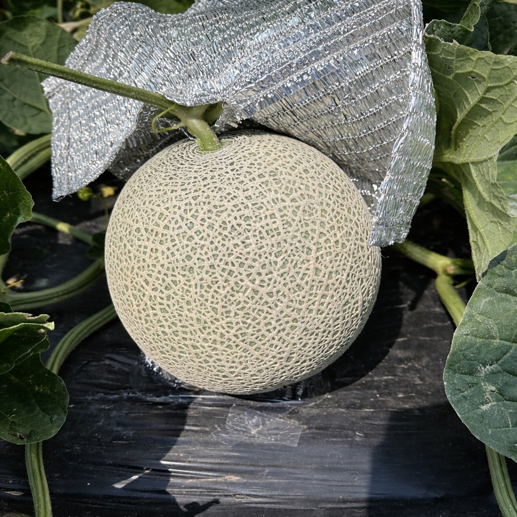 Angus Orange Muskmelon